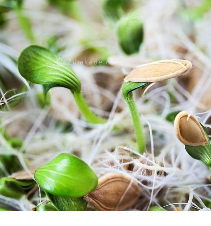 سبزه عید را خودتان سبز کنید !